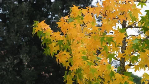 Yellow maple leaves. Stock Footage 221234130