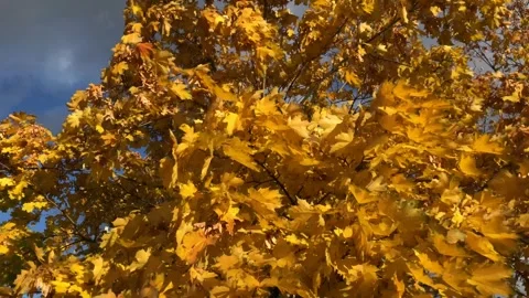 Yellow maple leaves Stock Footage 255619843