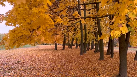 Yellow maple leaves Stock Footage 320076734