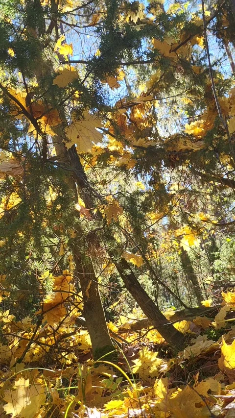 Yellow maple leaves in the forest Stock Footage 295707434
