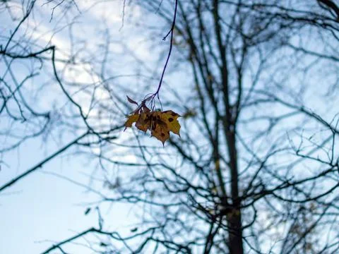 Yellow maple leaves in the forest Stock Photos