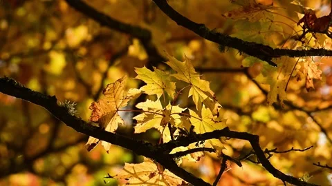 Yellow maple leaves glow from sunlight on a tree in autumn, closeup. Stock Footage 318934785
