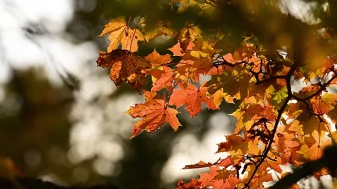 Yellow maple leaves glow from sunlight on a tree in autumn, closeup. Stock Footage 318934862