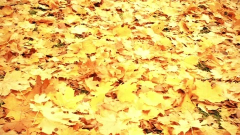 Yellow maple leaves on the ground Video stock 81660422