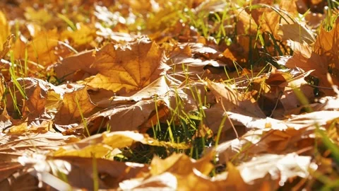 Yellow maple leaves lying on the grass on a sunny day Vidéo 246138942