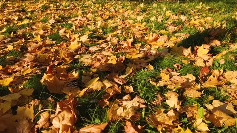 Yellow maple leaves lying on the grass on a sunny day.autumn leaves on a sunny Stock Footage 246498572