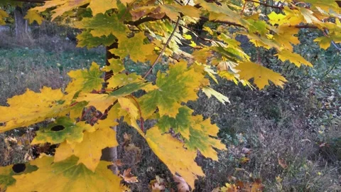 Yellow maple leaves moving under breeze 스톡 동영상 164288506