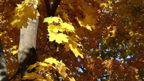 Yellow maple leaves in a park Stock Footage 102804157