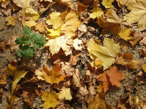 Yellow maple leaves on the path Stock Photos