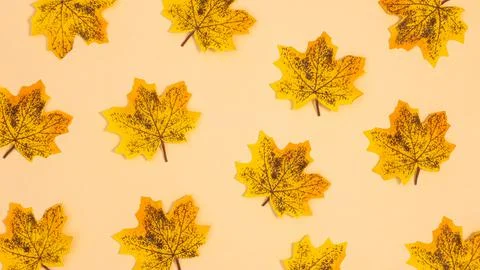 Yellow maple leaves pattern on beige background. Flat lay. Autumn fall concep Stock Illustration