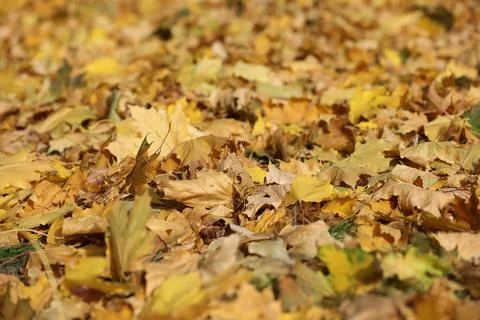 Yellow maple leaves pattern on the graund Stock Photos