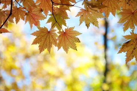Yellow maple leaves Stock Photos