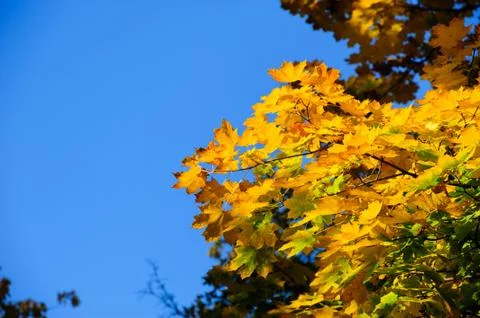 Yellow maple leaves Stock Photos