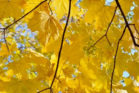 Yellow maple leaves Fotos de archivo
