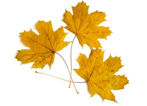 Yellow maple leaves Stock Photos