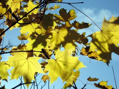Yellow maple leaves Stock Photos