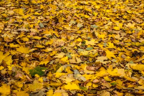 Yellow maple leaves Stock Photos