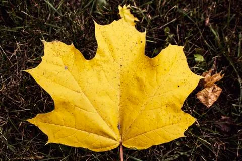 Yellow maple leaves Stock Photos