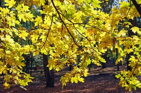 Yellow maple leaves Stock Photos