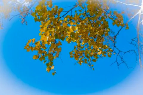 Yellow maple leaves Foto stock