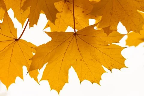 Yellow maple leaves Stock Photos