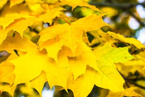 Yellow maple leaves Stock Photos
