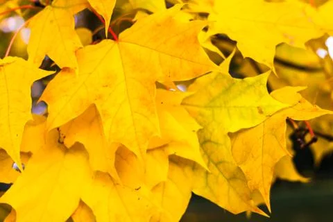 Yellow maple leaves Foto stock