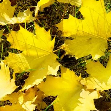 Yellow maple leaves 스톡 사진