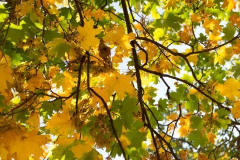 Yellow maple leaves Stock Photos