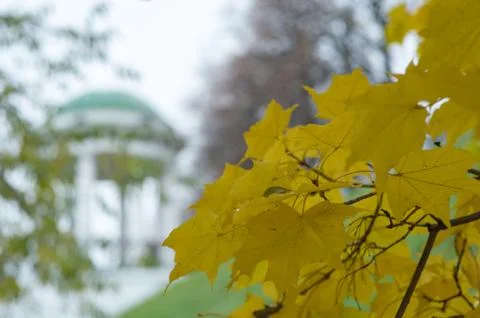 Yellow maple leaves Stock Photos