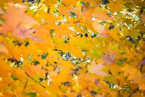 Yellow maple leaves. Stock Photos