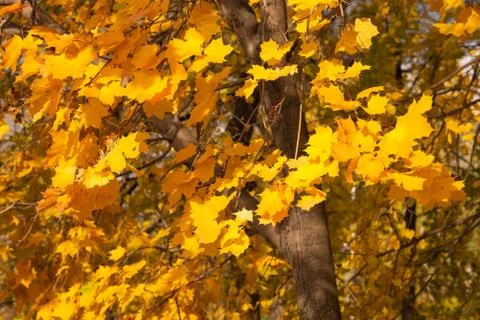 Yellow maple leaves Stock Photos