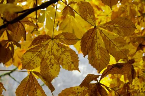 Yellow maple leaves Stock Photos