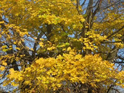Yellow maple leaves Stock Photos