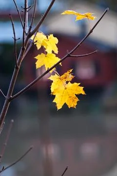 Yellow maple leaves Stock Photos