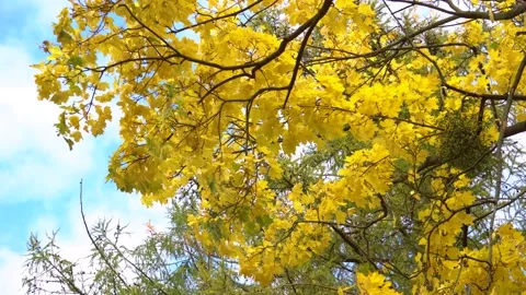 Yellow maple leaves shake on wind in autumn park. Natural background. Fall color Stock Footage 164153667