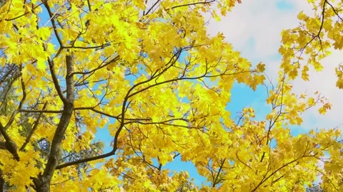 Yellow maple leaves shake on wind in autumn park. Natural background. Fall color Stock-Footage 164153686