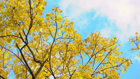 Yellow maple leaves shake on wind in autumn park. Natural background. Fall color Stock Footage 164153700