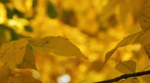 Yellow maple leaves sliding focus Close up of beautiful magic autumn trees Video stock 68068850
