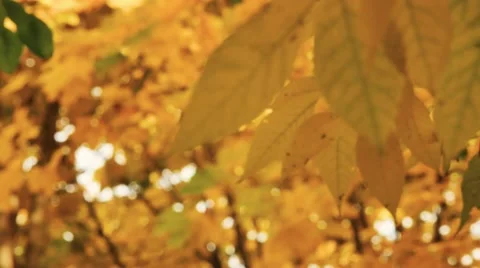 Yellow maple leaves sliding focus Close up of beautiful magic autumn trees Stockbeeldmateriaal 68069071