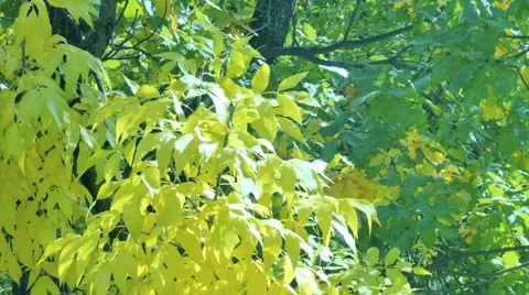 Yellow maple leaves sliding focus Close up of beautiful magic autumn trees Vidéo 68089325