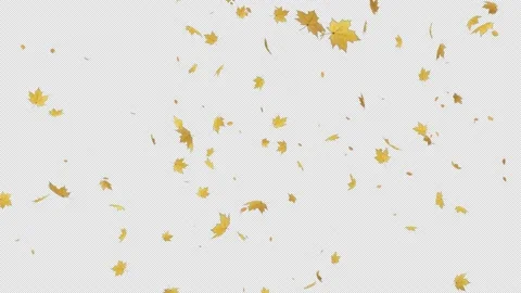 Yellow Maple Leaves Slow Falling Stock Footage 224276198
