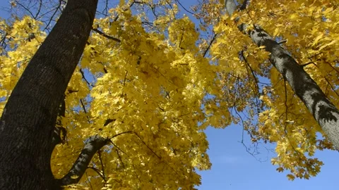 Yellow maple leaves slowly fall from the tree Stock Footage 195891855