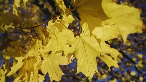 Yellow maple leaves stir in the wind on the branches of the tree Stock Footage 220154330