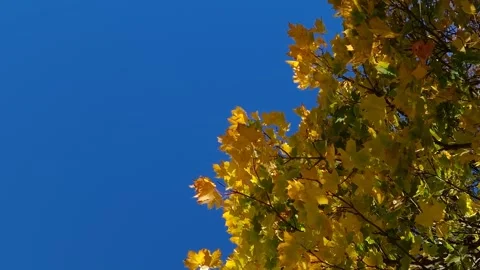 Yellow maple leaves sway against a blue background sky. autumn Stock Footage 345590715