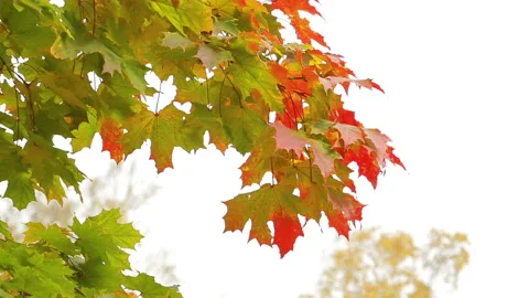 Yellow maple leaves sway in the wind. Stock Footage 121374060