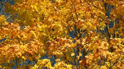 Yellow maple leaves sway in the wind on a background of blue sky, sunny day, Stock Footage 162698901