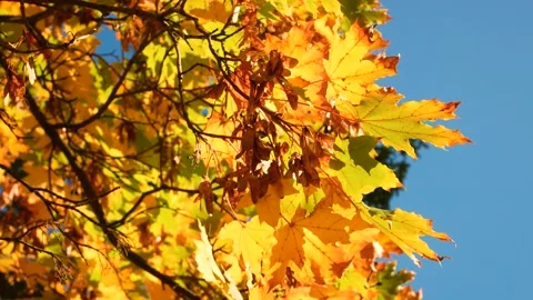 Yellow maple leaves sway in the wind against the blue sky. Golden Autumn Scene Stock Footage 218284577