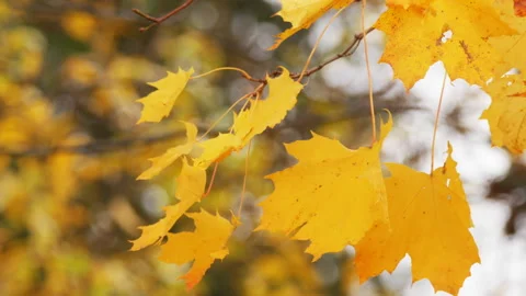 Yellow maple leaves sway in the wind. Stock Footage 236635486