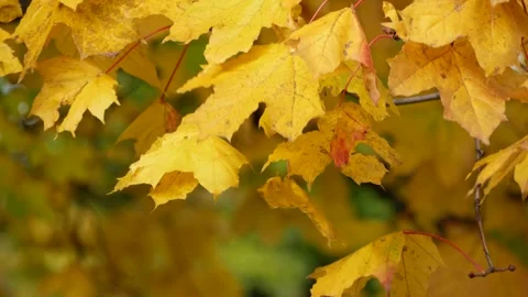 Yellow maple leaves swaying on a tree branch on a sunny autumn day. Stock Footage 318806034
